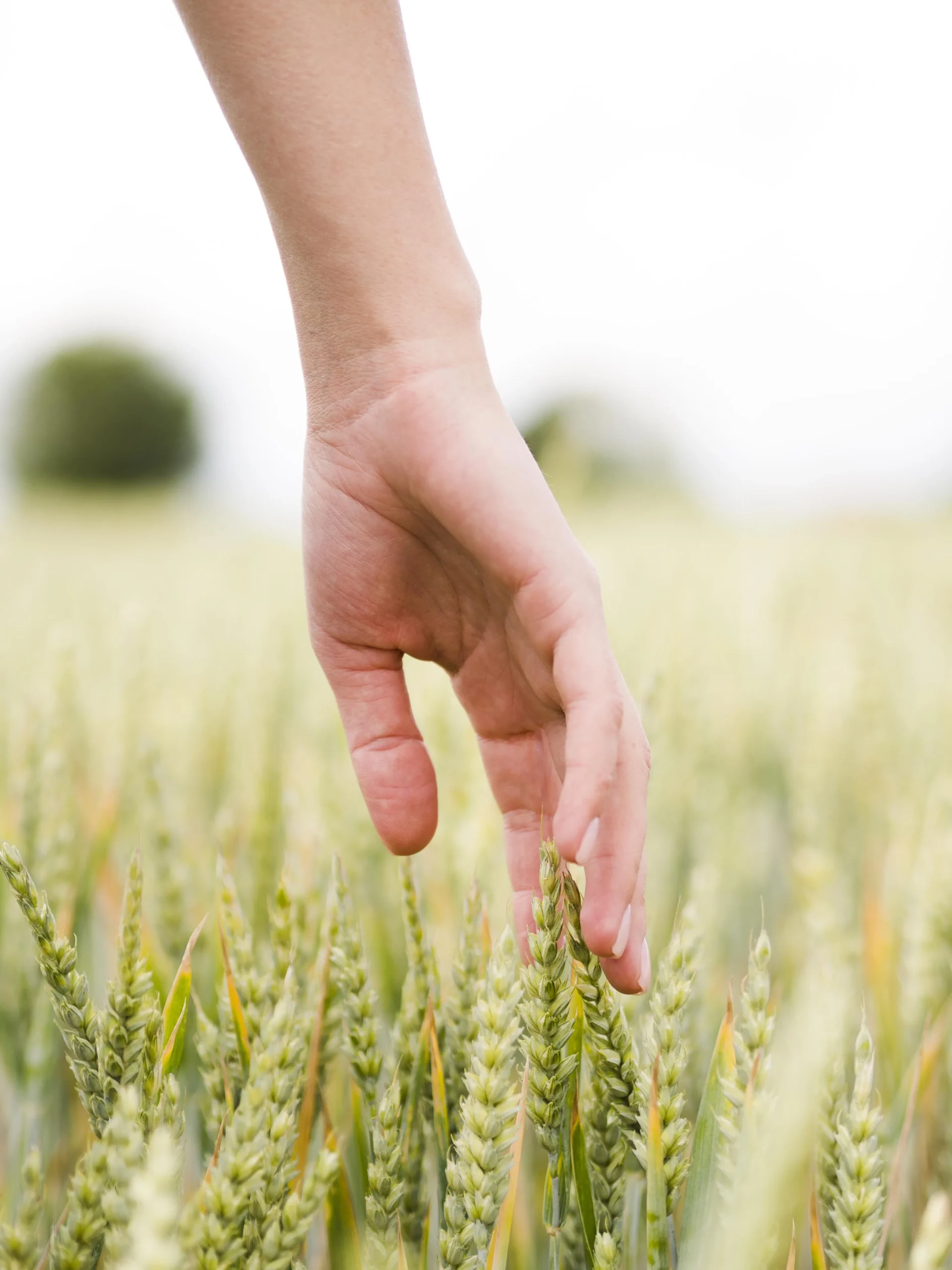 woman-touching-wheat-with-its-hand-close-up